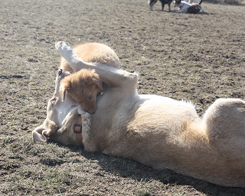 Dog Boarding near Wiarton